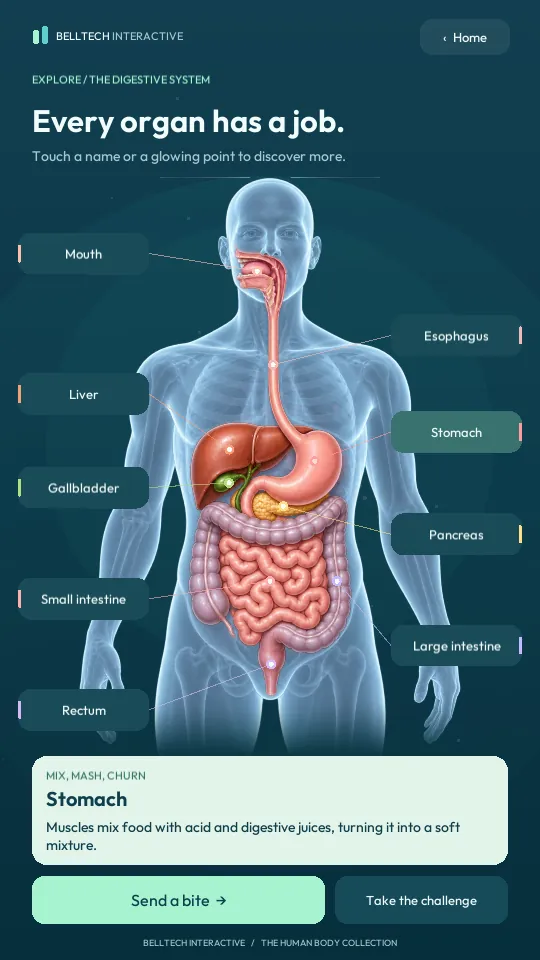Digestive Discovery prototype: an illustrated torso with labelled organs and a card describing the stomach